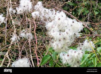 White Fluffy Flowers That Look Like Cotton | Foliar Garden