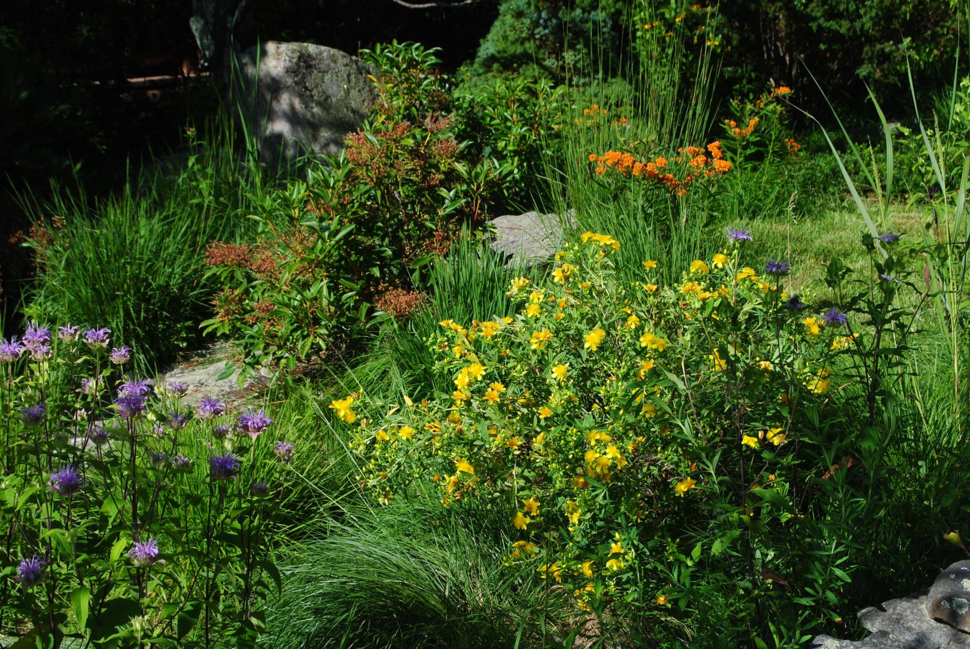 Image of St. John's wort and lavender companion planting