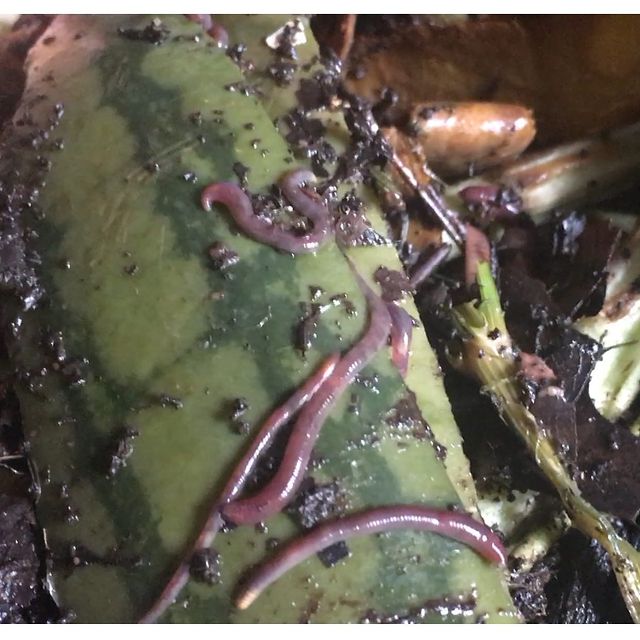 Live earthworm inside compost bin