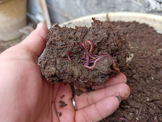 Ways to collect local earthworms