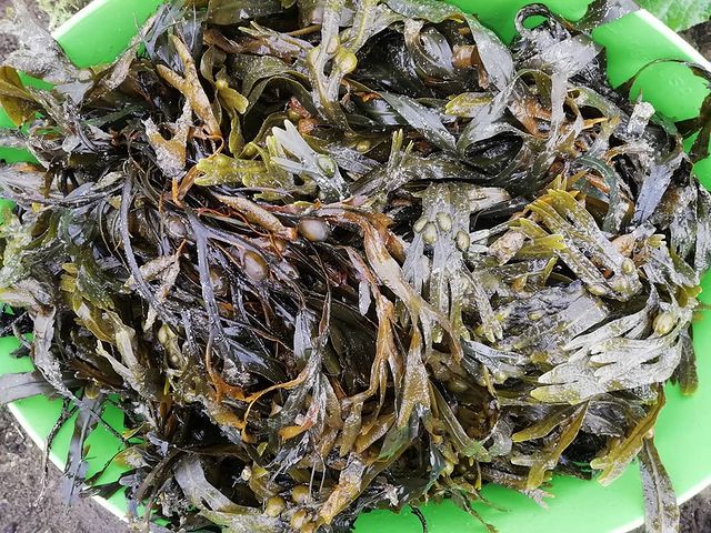 kelp or seaweed fertilizer