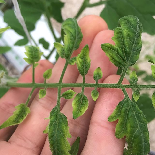 Leaf curl virus causes yellow leaves on tomato plants in containers