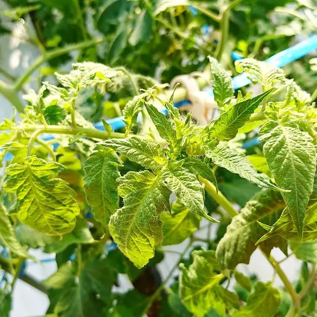 yellow leaves on tomato plants in containers