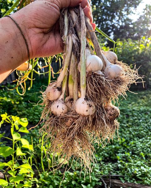 Organic Pesticide – Garlic