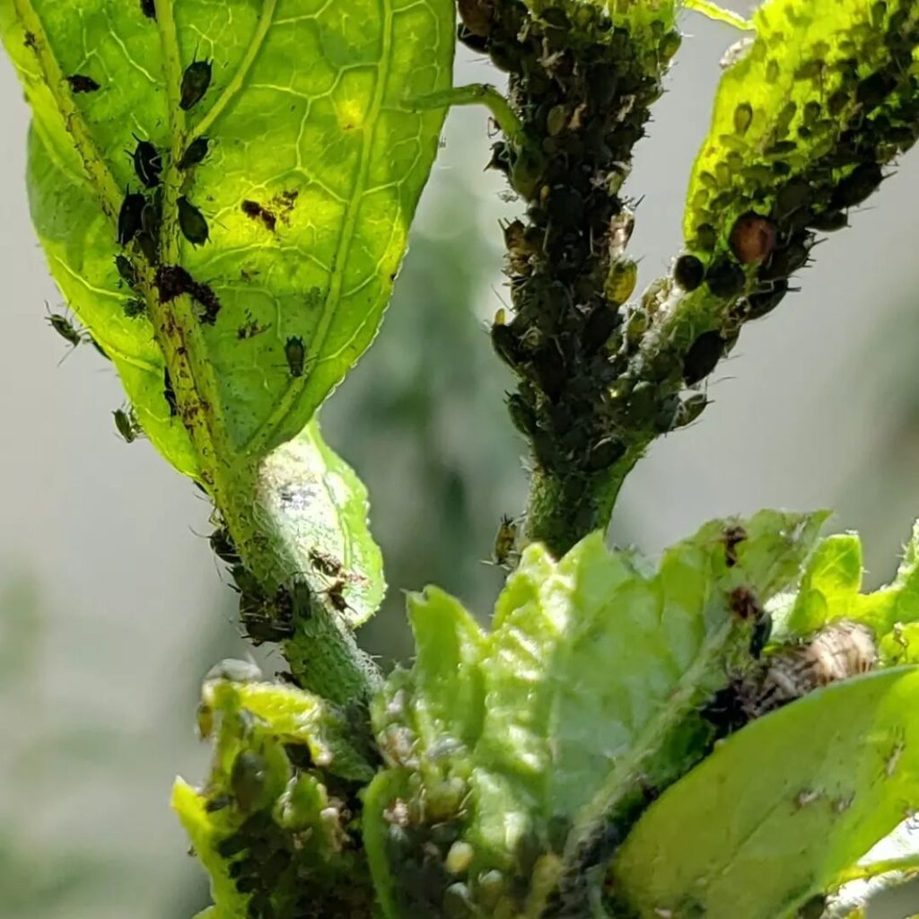 Aphids and Scale
