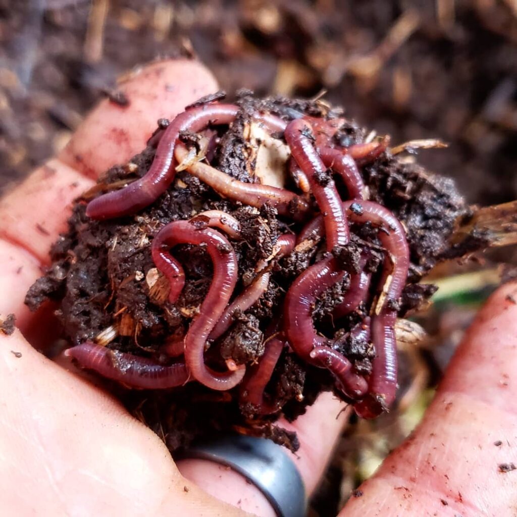 composting worms