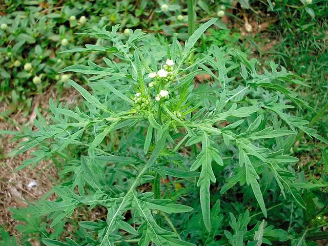 How to Control Poisonous Weed Parthenium