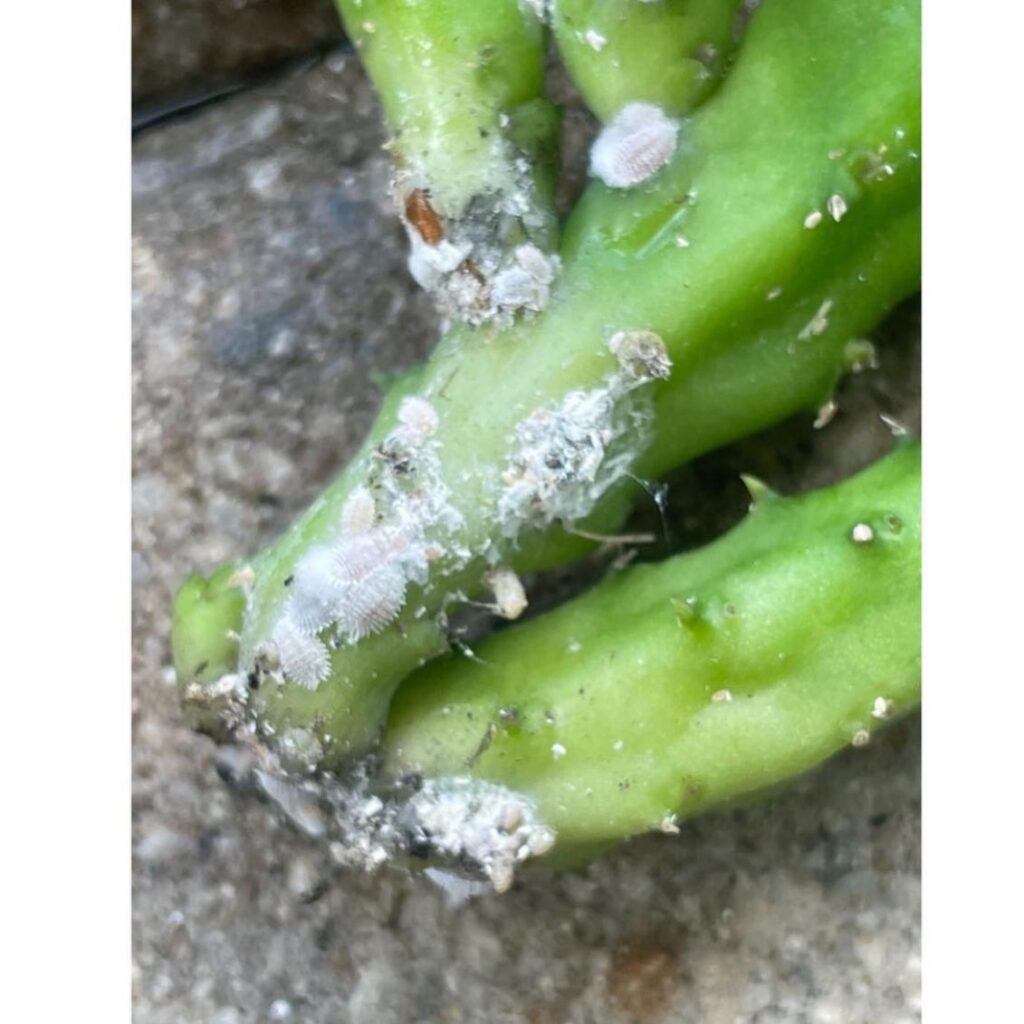 Curry Leaf Plant Diseases: Mealybugs
