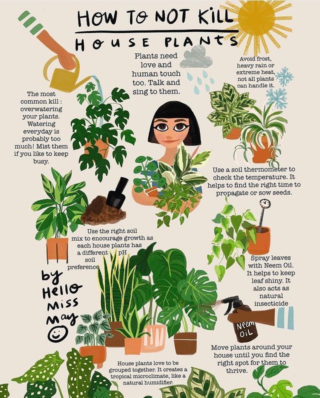 How to Not Kill House Plants