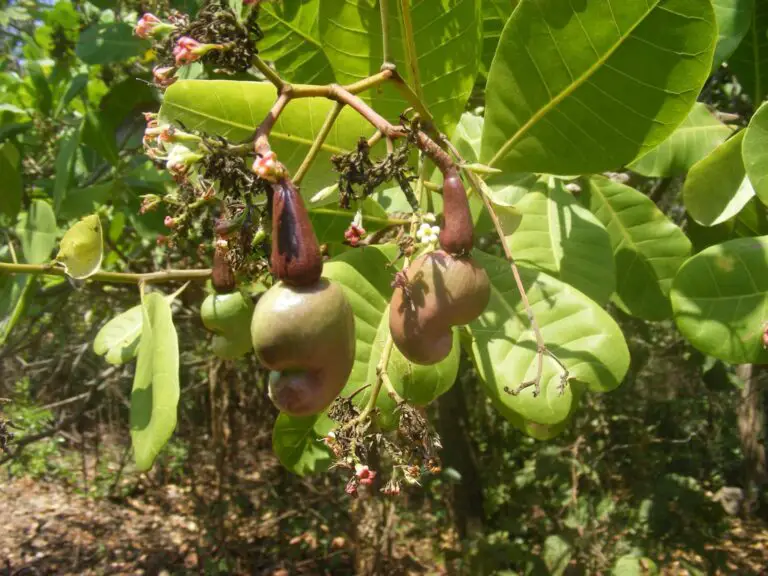 Types of Cashew Trees | Foliar Garden