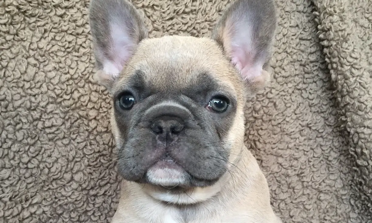 Problems With French Bulldog | Foliar Garden