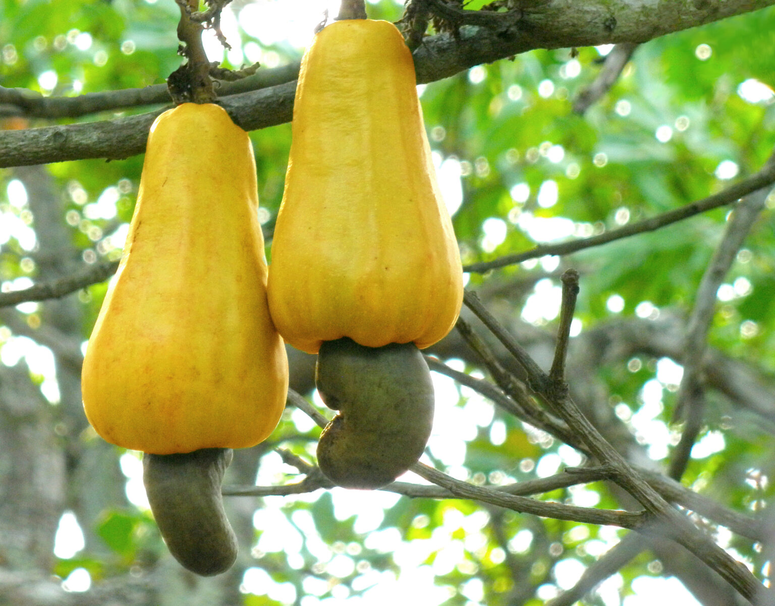 cashew-fruit-origin-foliar-garden