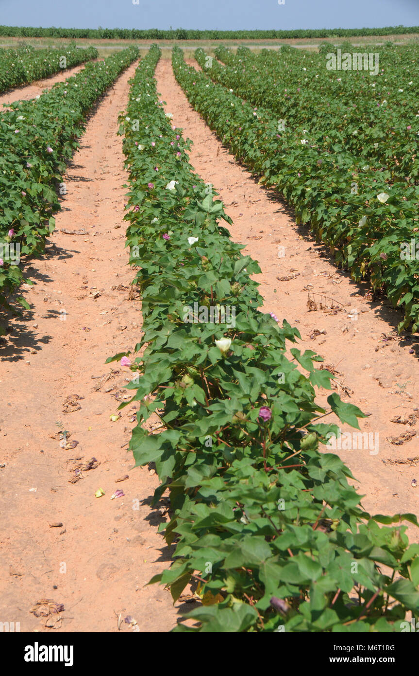 What Does a Young Cotton Plant Look Like | Foliar Garden