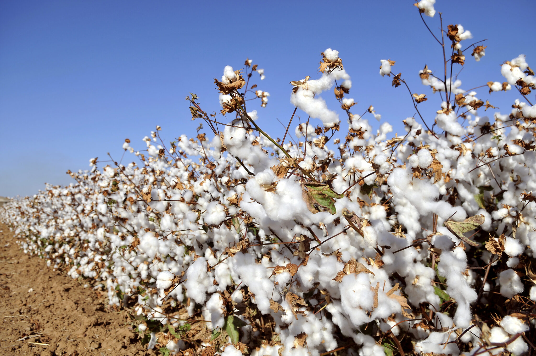 What Does Cotton Look Like Growing | Foliar Garden