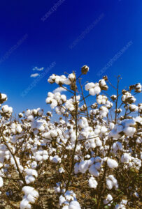 What Does a Mature Cotton Plant Look Like | Foliar Garden