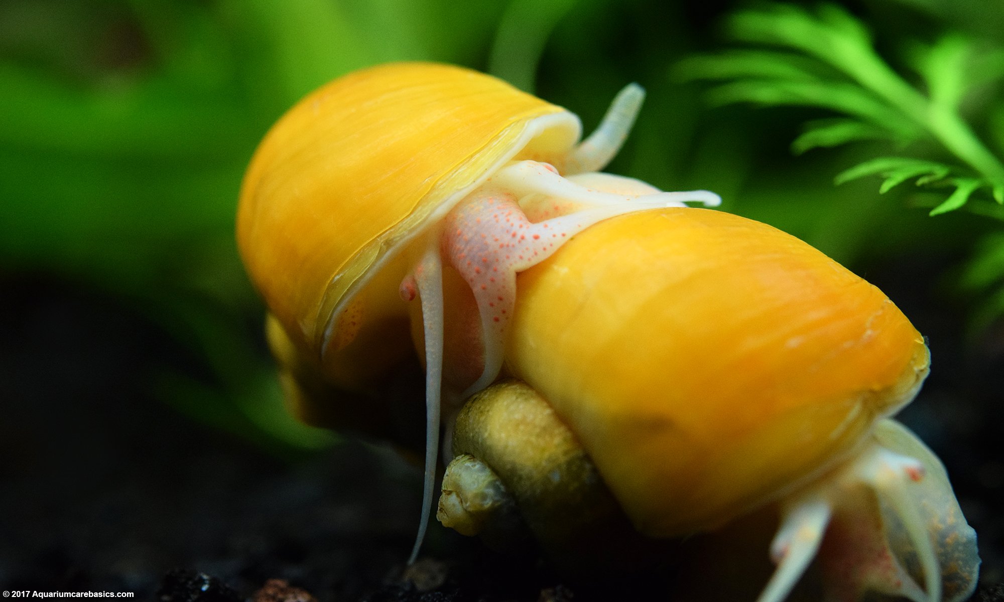 Lifespan of an Aquarium Snail | Foliar Garden