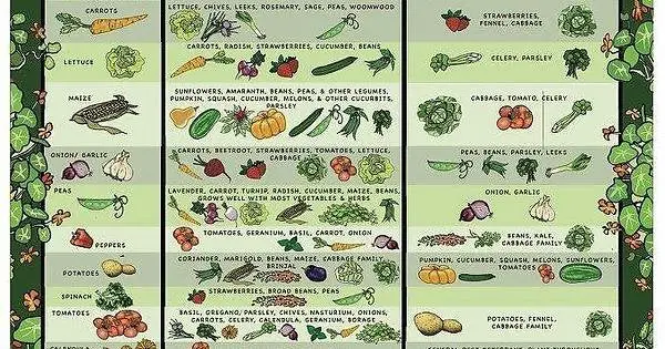 Companion Flowers For Vegetables Chart Foliar Garden