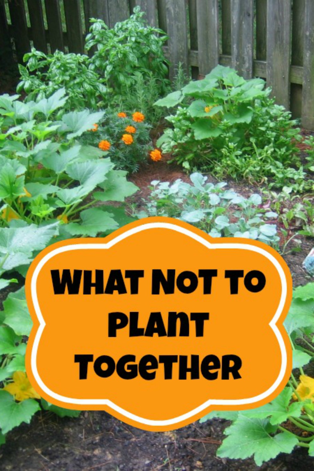 What Plants Should Never Be Planted Together