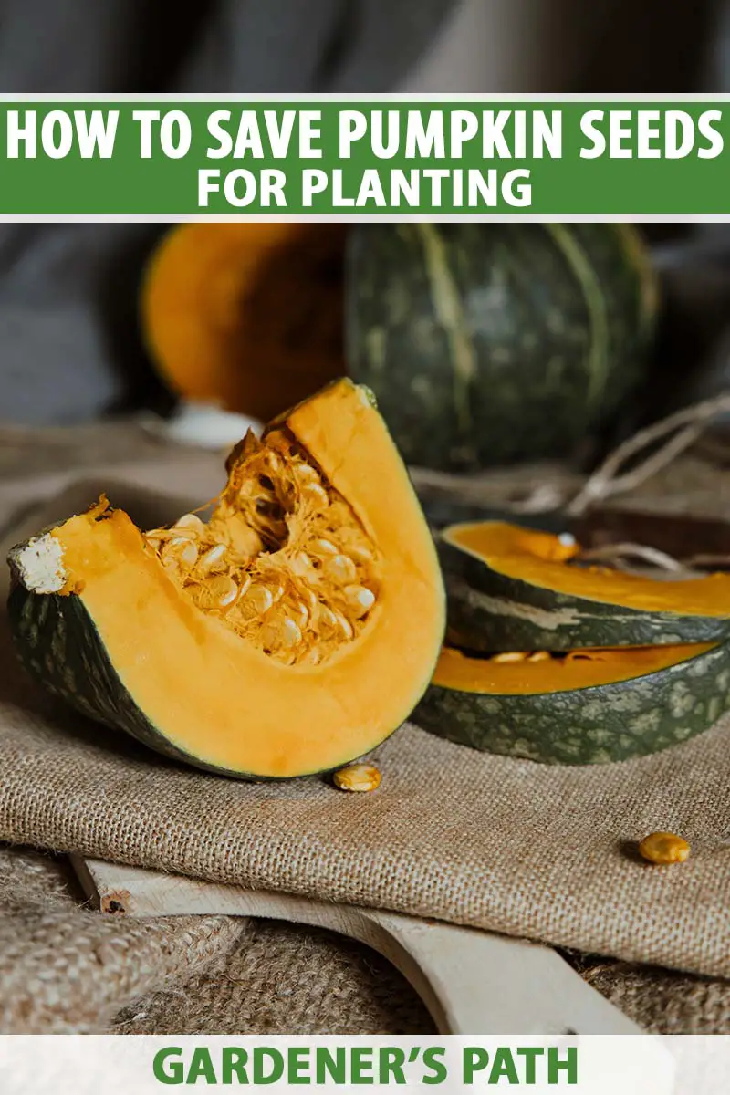 what-part-of-the-plant-makes-the-squash-seeds-foliar-garden