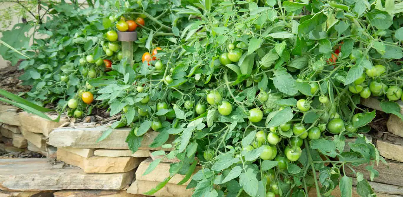 How Many Tomatoes Per Plant Boost Your Harvest Foliar Garden   4455dc744a2e4383bdf2756cd6d0f470 