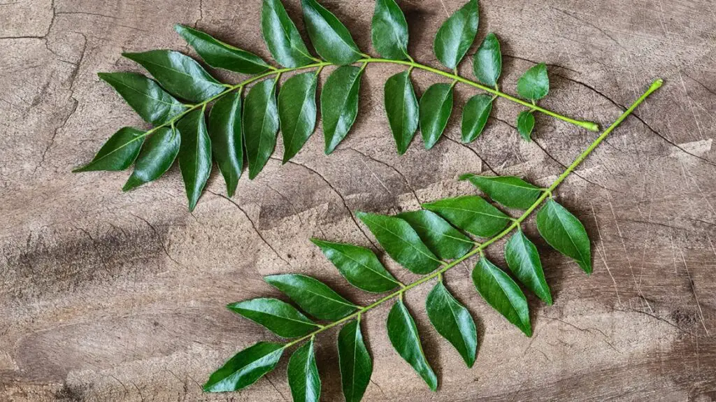 Curry Leaf Plant in Traditional Medicine: Healing Properties And Uses