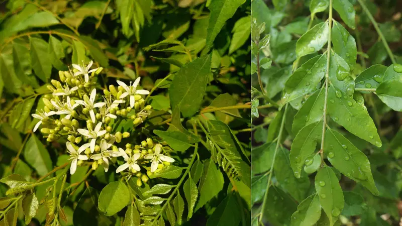 How to Propagate Curry Leaf Plants: Step-By-Step Guide