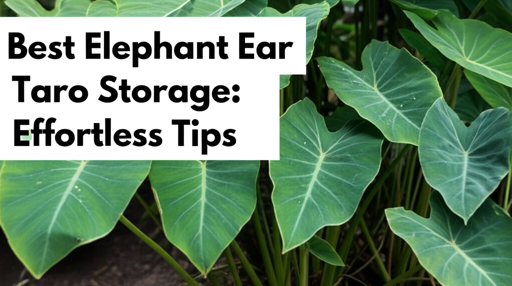 Best Elephant Ear Taro Storage: Effortless Tips