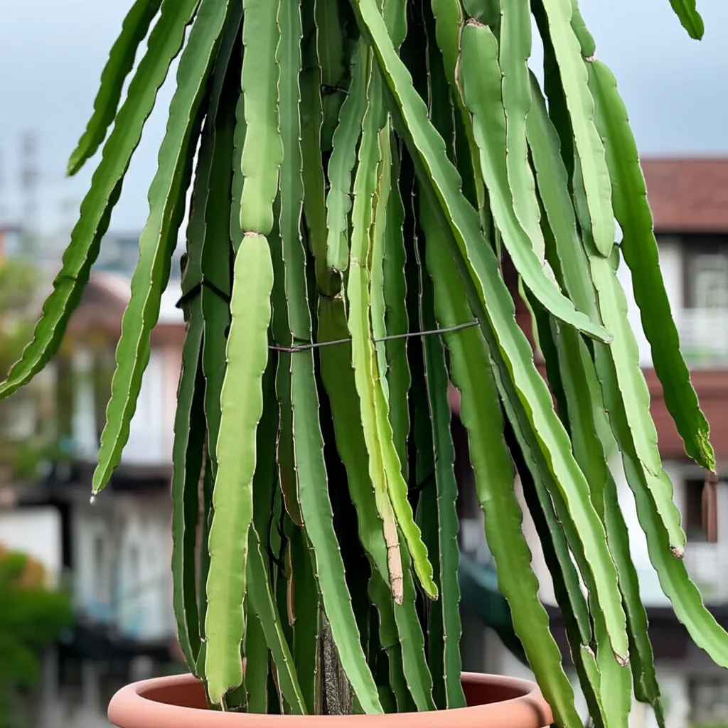 Dragon Fruit Cactus Care: Effortless Urban Growing