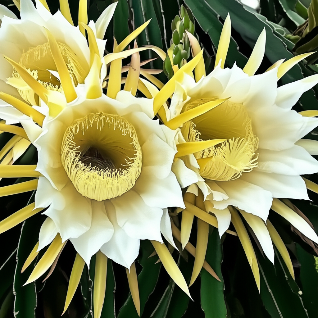 Dragon Fruit Cactus Flowers: Pollinator’s Must-Have