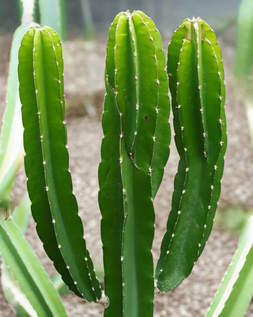 Dragon Fruit Cactus: Stunning Garden Accent