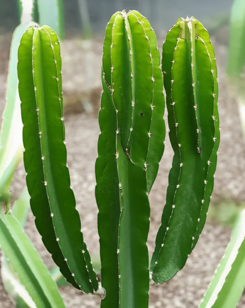 Dragon Fruit Cactus: Stunning Garden Accent