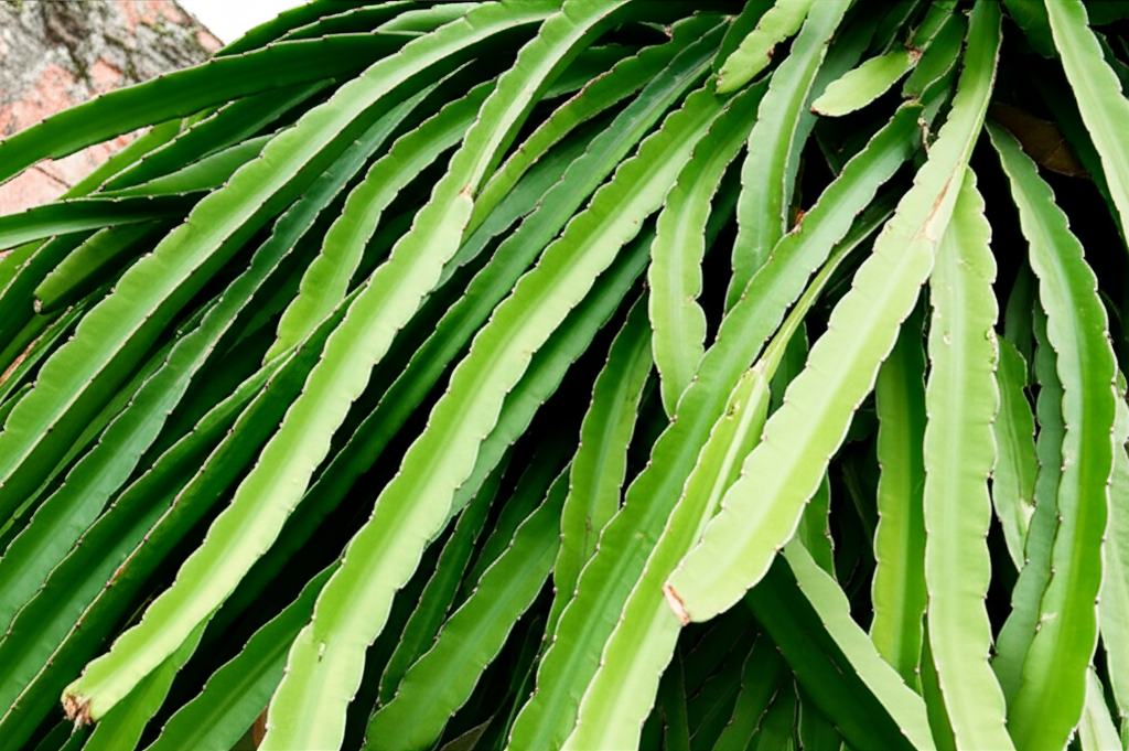 Dragon Fruit Cactus: Stunning Garden Growth