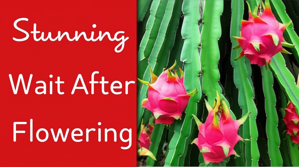 Dragon Fruit Fruit: Stunning Wait After Flowering
