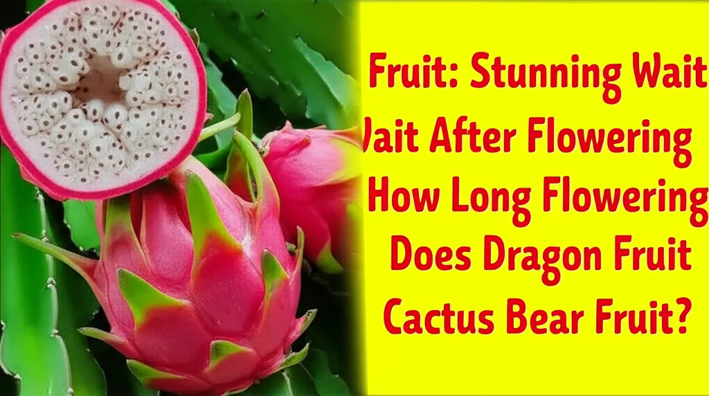 Dragon Fruit Fruit: Stunning Wait After Flowering. How Long After Flowering Does Dragon Fruit Cactus
