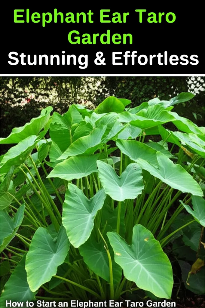 Elephant Ear Taro Garden: **Stunning** & **Effortless**. How to Start an Elephant Ear Taro Garden.