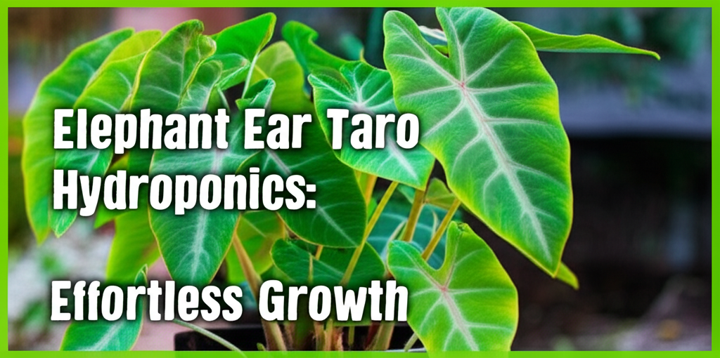 Elephant Ear Taro Hydroponics: Effortless Growth