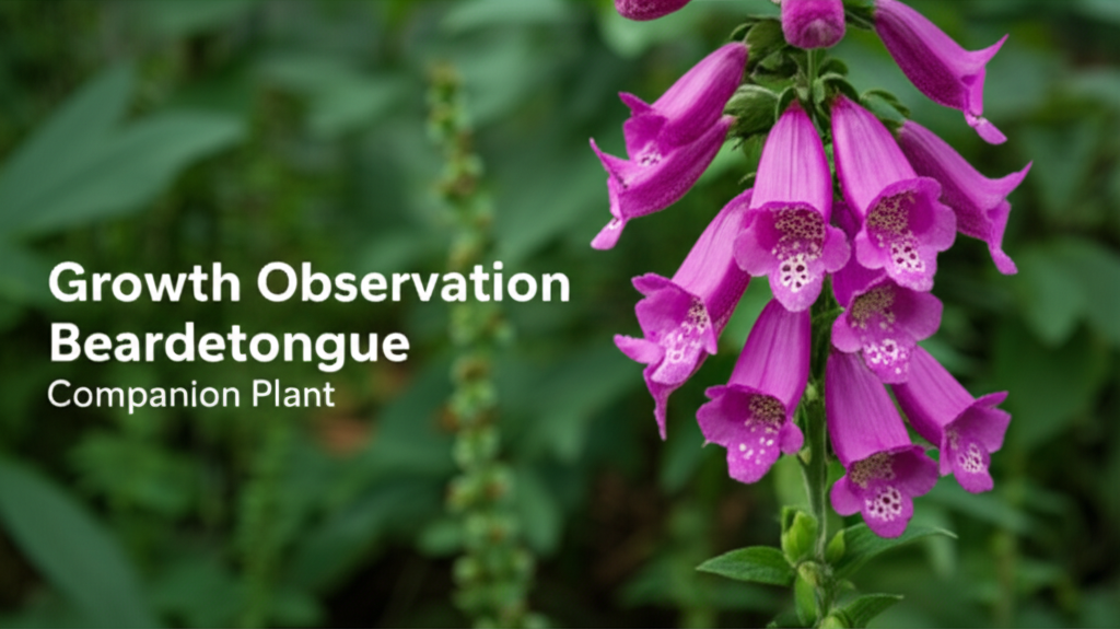 Foxglove Beardtongue Companion Plant Growth Observation section visual