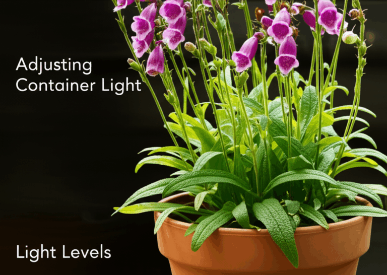 Foxglove Beardtongue: Mastering Container Light Adjustments for Vibrant ...