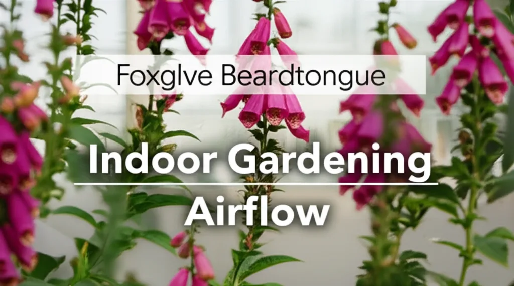 Foxglove Beardtongue Indoor Gardening Airflow