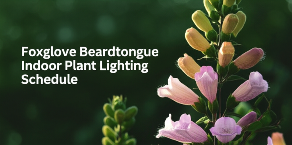 Foxglove Beardtongue Indoor Plant Lighting Schedule section visual