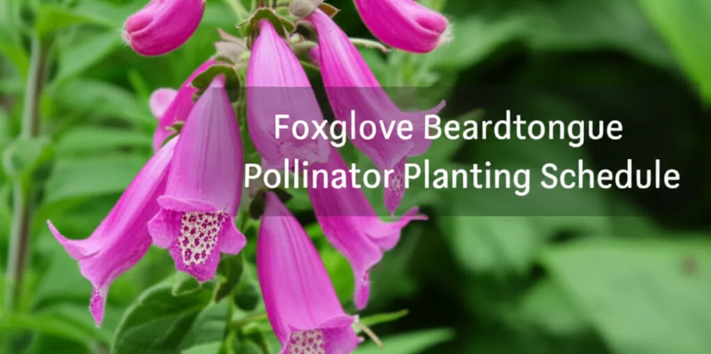 Foxglove Beardtongue Pollinator Planting Schedule