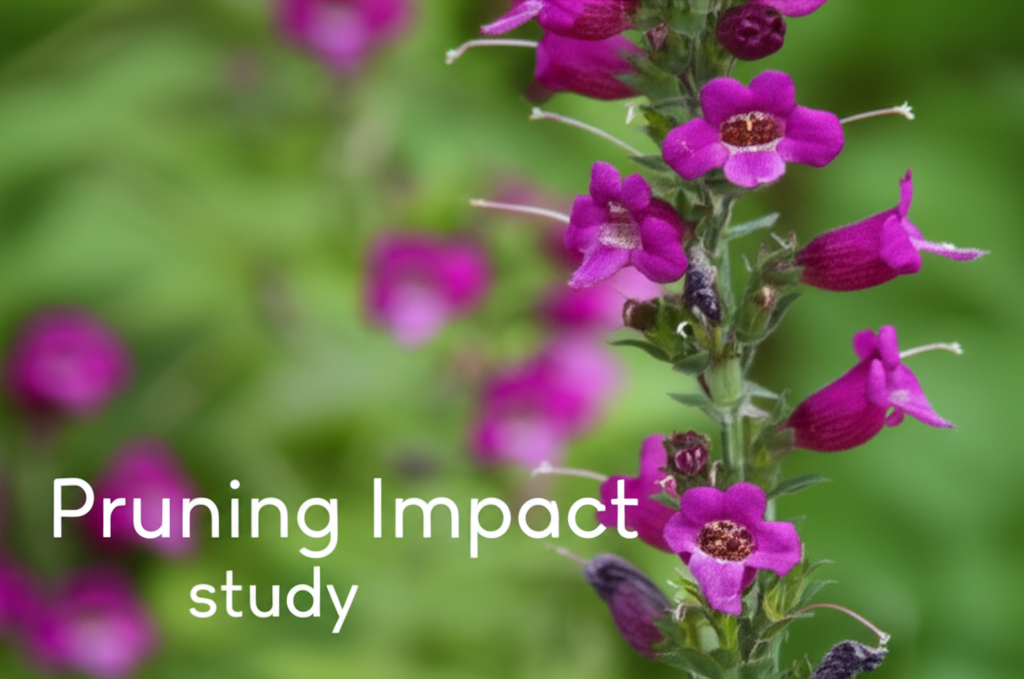 Foxglove Beardtongue Seasonal Pruning Impact Study section visual