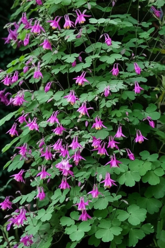 Generate a high-quality, relevant image prompt for an article about: Alpine Columbine Vertical Garde