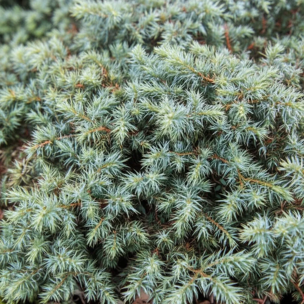 Generate a high-quality, relevant image prompt for an article about: Blue Star Juniper: Effortless C