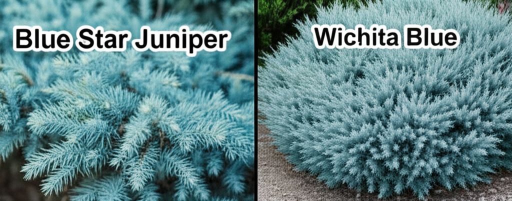 Generate a high-quality, relevant image prompt for an article about: Blue Star Juniper vs Wichita Bl
