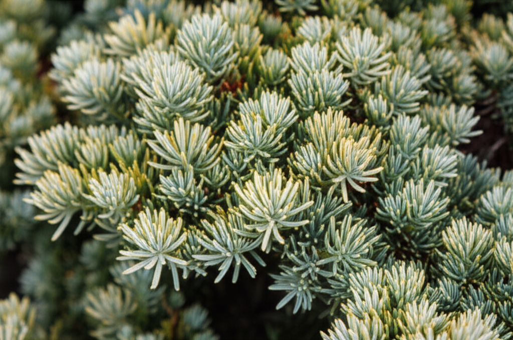 Generate a high-quality, relevant image prompt for an article about: Stunning Blue Star Juniper Vari