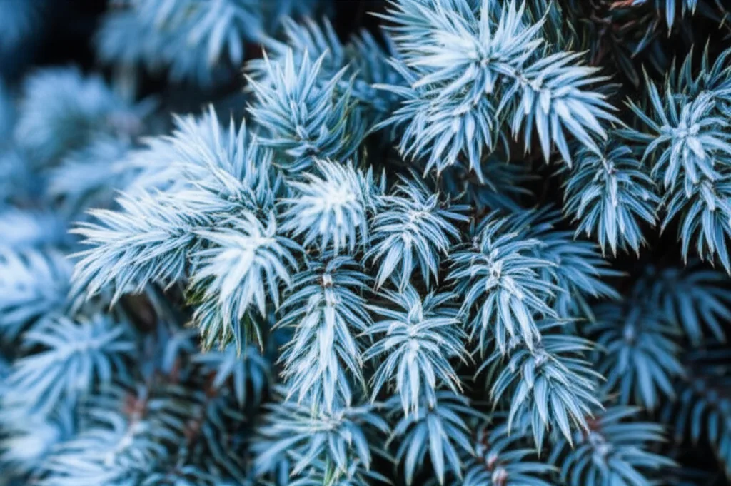 Generate a high-quality, relevant image prompt for an article about: Blue Star Juniper: Stunning Win