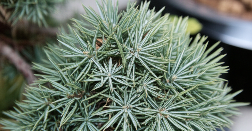Generate a high-quality, relevant image prompt for an article about: Blue Star Juniper Physiology: S