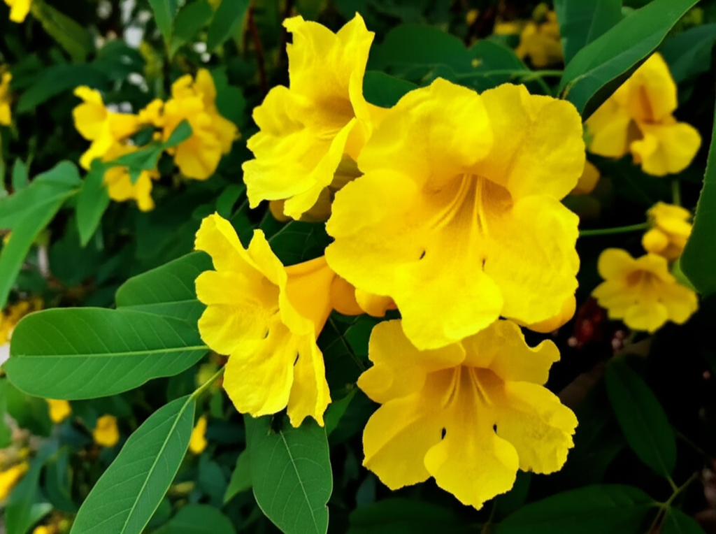 Generate a high-quality, relevant image prompt for an article about: Candle Bush: Sacred Plant, Stun