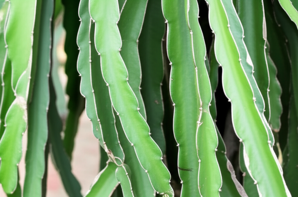 Generate a high-quality, relevant image prompt for an article about: Pruning Dragon Fruit: Effortles